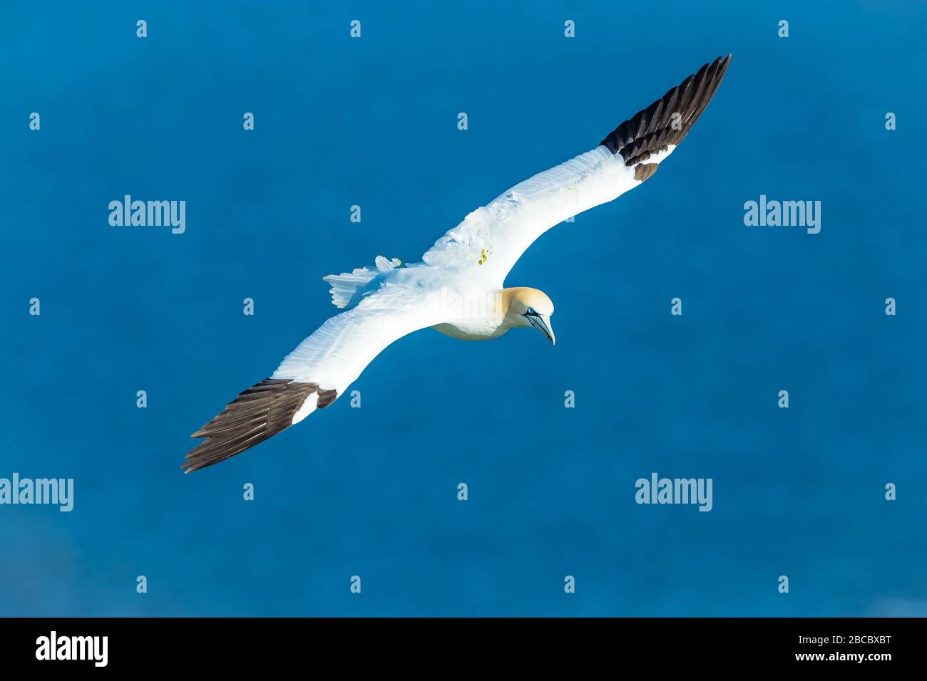 Gannet, un Gannet del Nord (nome scientifico: Morus bassanus) che vola sopra le scogliere a Bempton, Yorkshire. Ampia apertura alare e sfondo blu pulito. Foto Stock