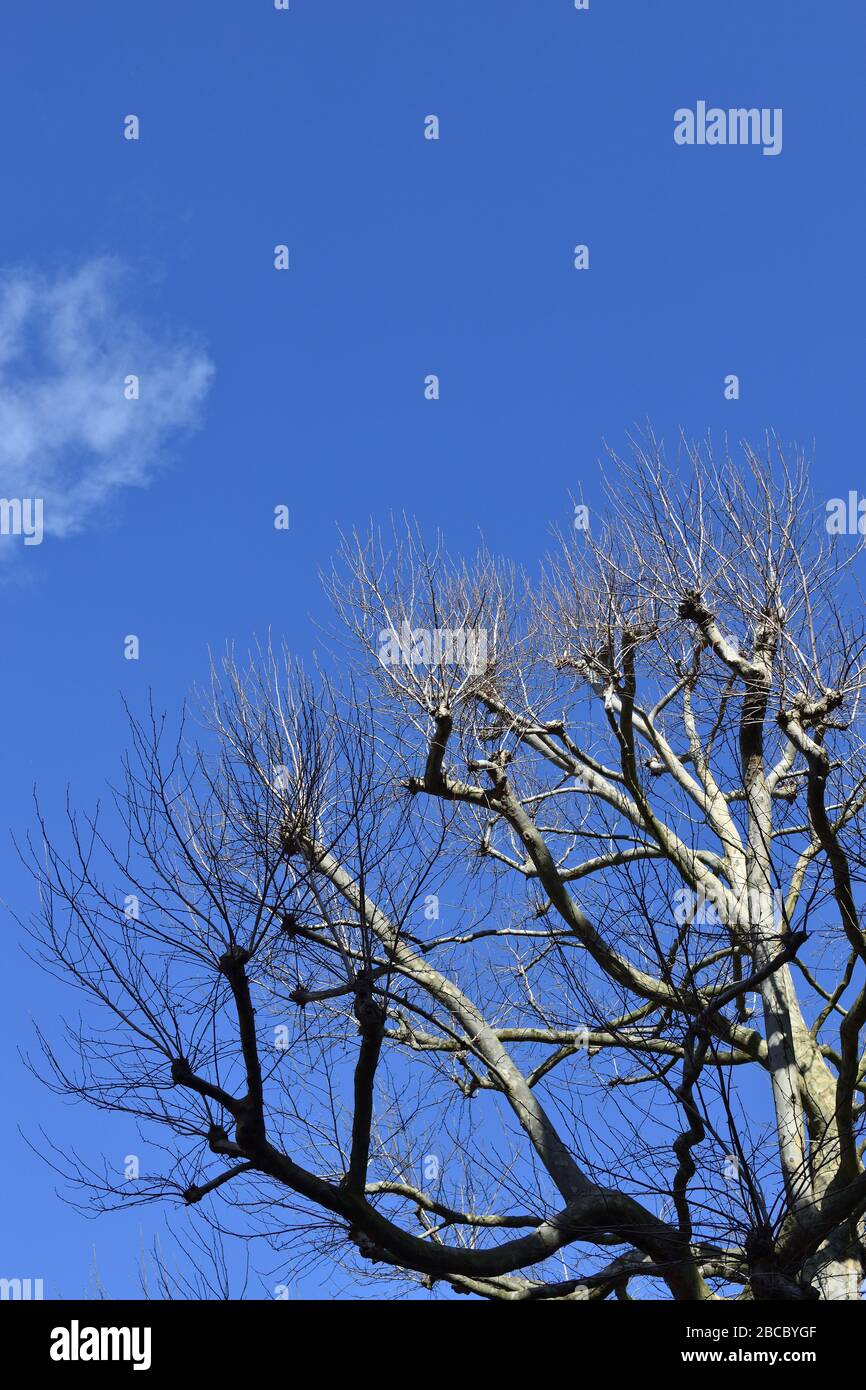 Albero senza foglie contro un cielo blu con nuvole sullo sfondo Foto Stock