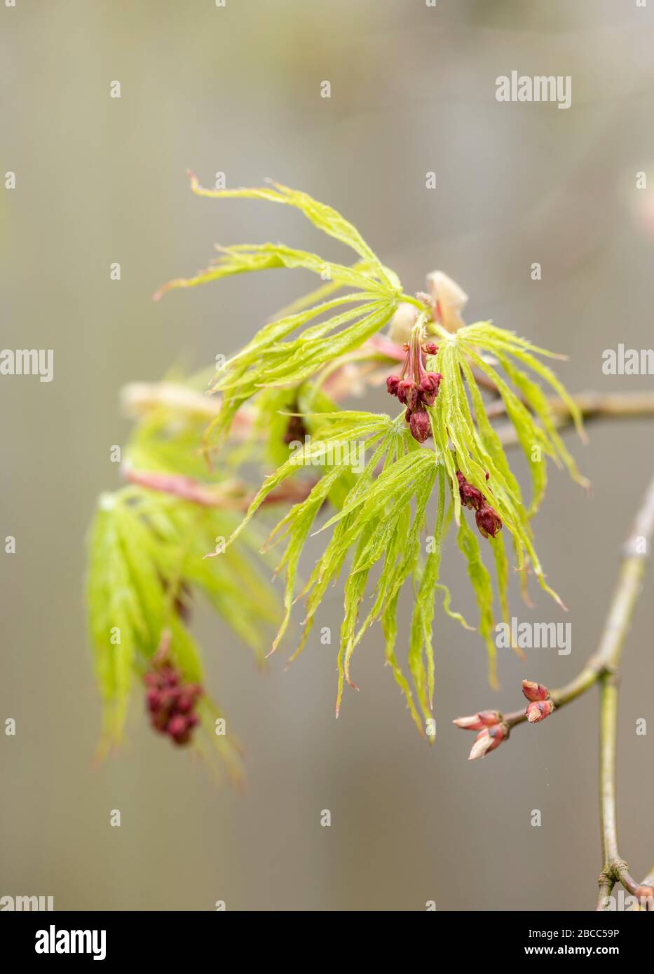 Primo piano di Acer Palmatum Emerald Lace nuove foglie di primavera, Regno Unito Foto Stock