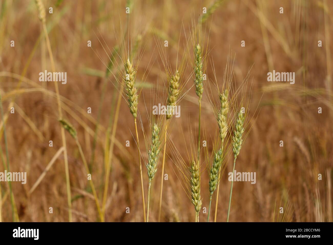 orecchie d'oro di grano che scuote dal vento nel campo del grano, concetto di agricoltura Foto Stock