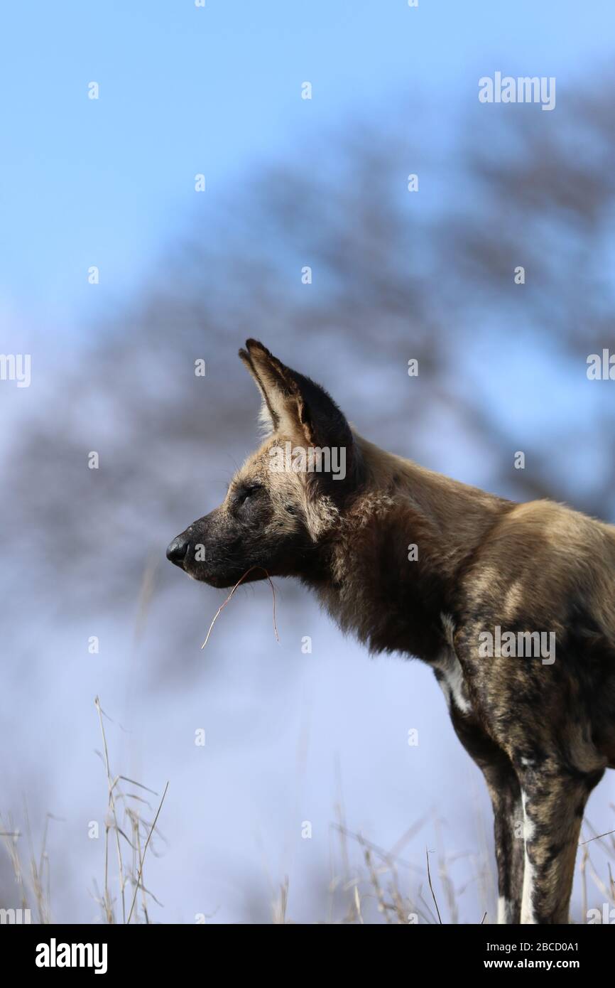 Femmina Wilddog Caccia per il pacchetto Foto Stock