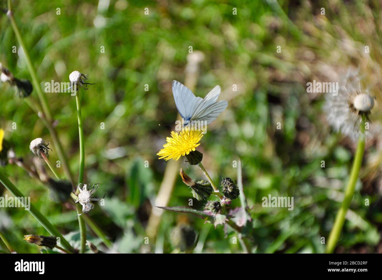 Piccola farfalla bianca di cavolo. Closeup di una piccola farfalla bianca di cavolo (Pieris rapae) Foto Stock
