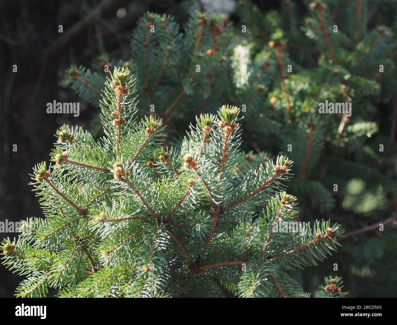 Pino (delle conifere del genere Pinus, famiglia Pinaceae) tree Foto Stock