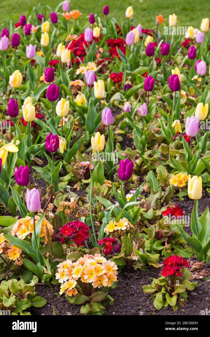 Bournemouth, Dorset Regno Unito. 4th aprile 2020. Fiori colorati al Bournemouth Lower Gardens - tulipani e polyanthus crogiolano al sole, a differenza dei visitatori, con i giardini deserta a causa delle restrizioni Coronavirus. Credit: Carolyn Jenkins/Alamy Live News Foto Stock