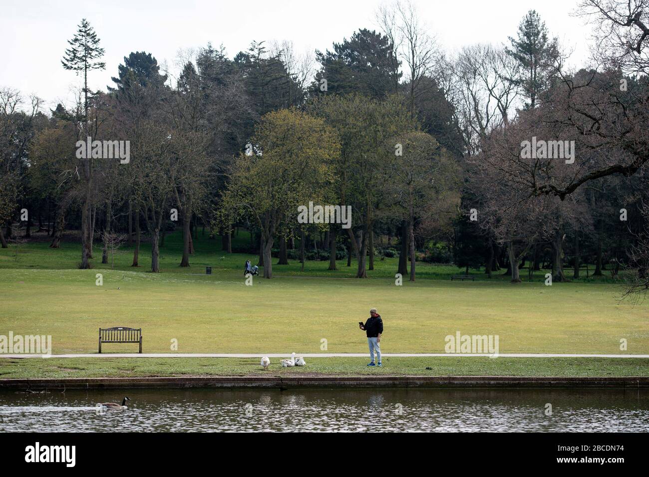 Un uomo filma oche e cigni in un tranquillo Cannon Hill Park a Birmingham, mentre il Regno Unito continua a bloccarsi per contribuire a frenare la diffusione del coronavirus. Foto Stock