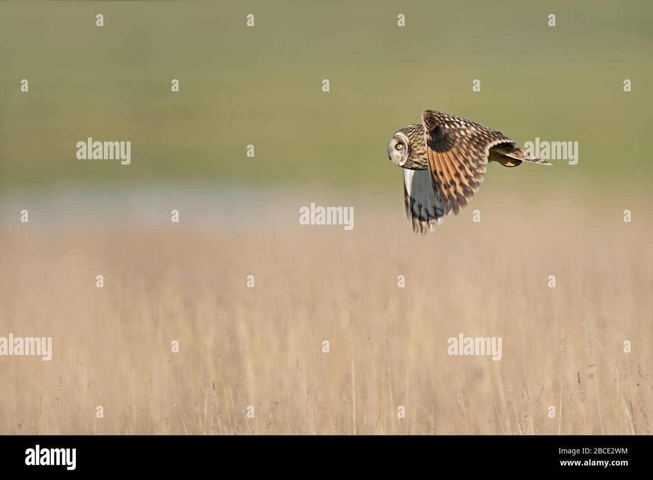 Gufo a breve distanza in volo, Kent, UK Foto Stock