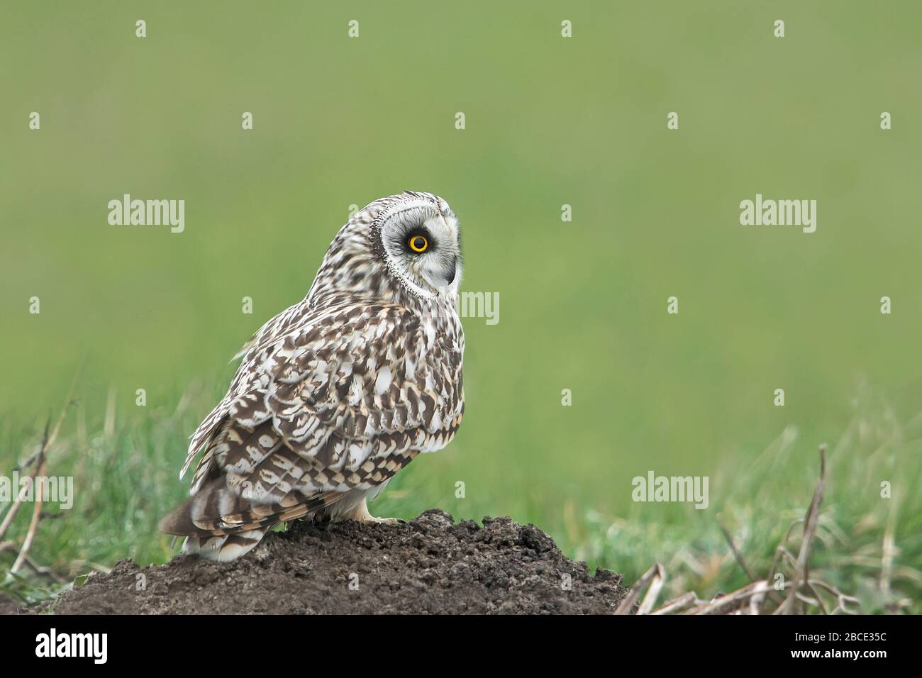 Gufo a basso tratto, Kent, UK Foto Stock