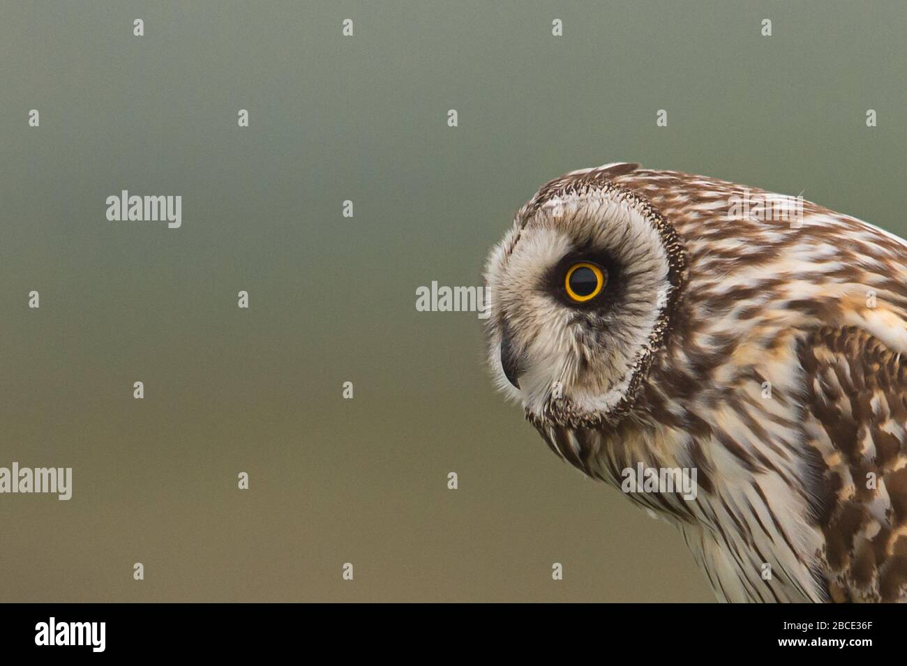 Gufo a basso tratto, Ebridi Foto Stock