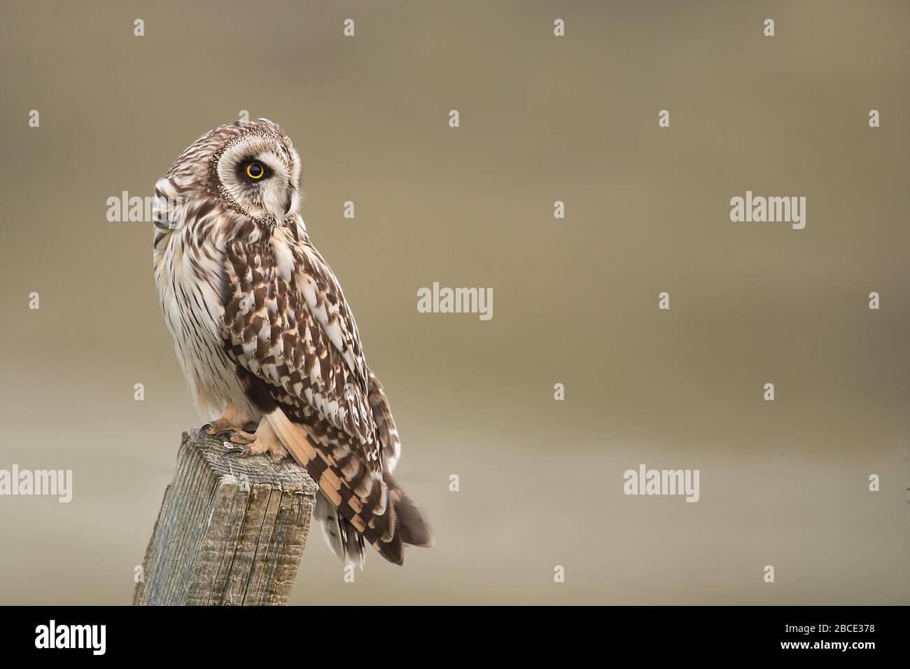 Gufo a basso tratto, Ebridi Foto Stock