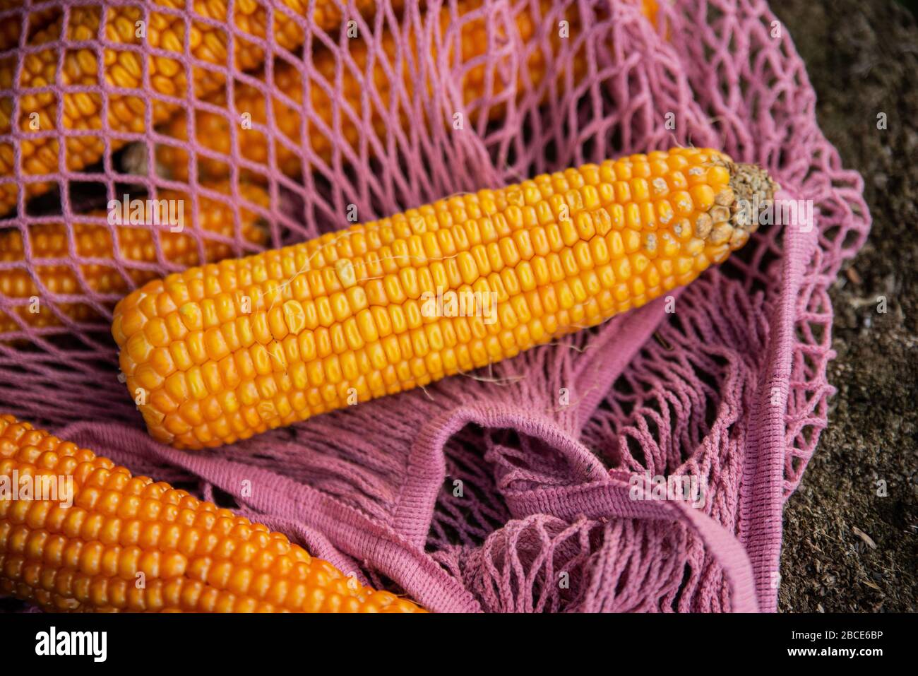 Vista di molti corni di cocco all'interno della borsa a maglia rosa eco. Raccolta biologica di mais giallo vicino a boschi di legna da ardere all'aperto. Concetto di borsa per lo shopping ecologica. Foto Stock