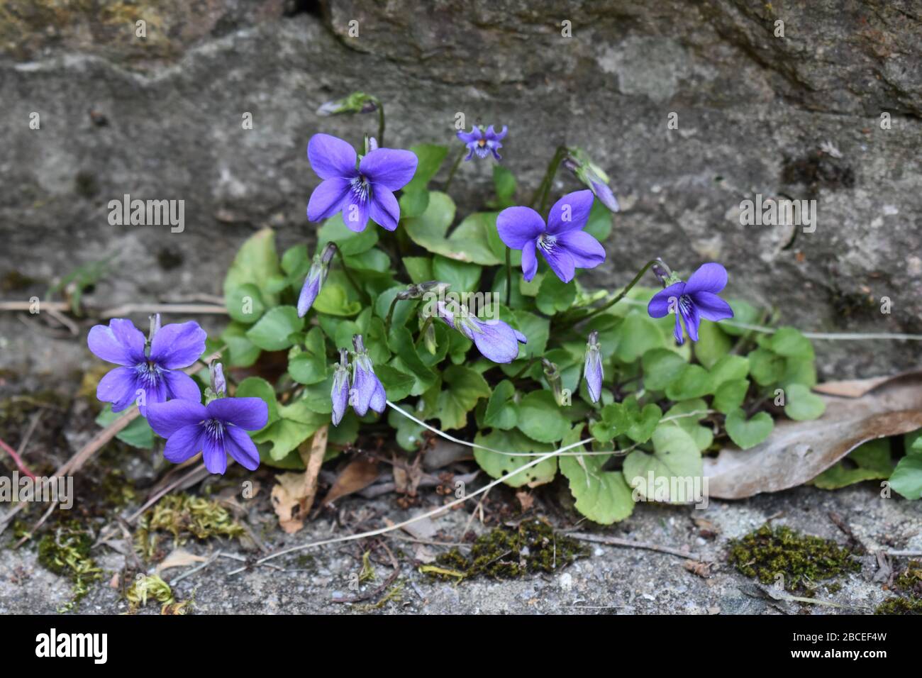 Violetti selvatici, Yeovil, Somerset Foto Stock