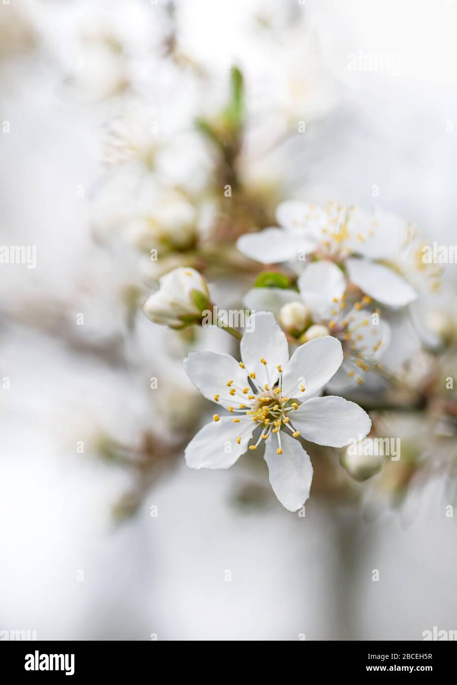 Bei petali di susina fresca in fiore su uno sfondo bokeh. Foto Stock