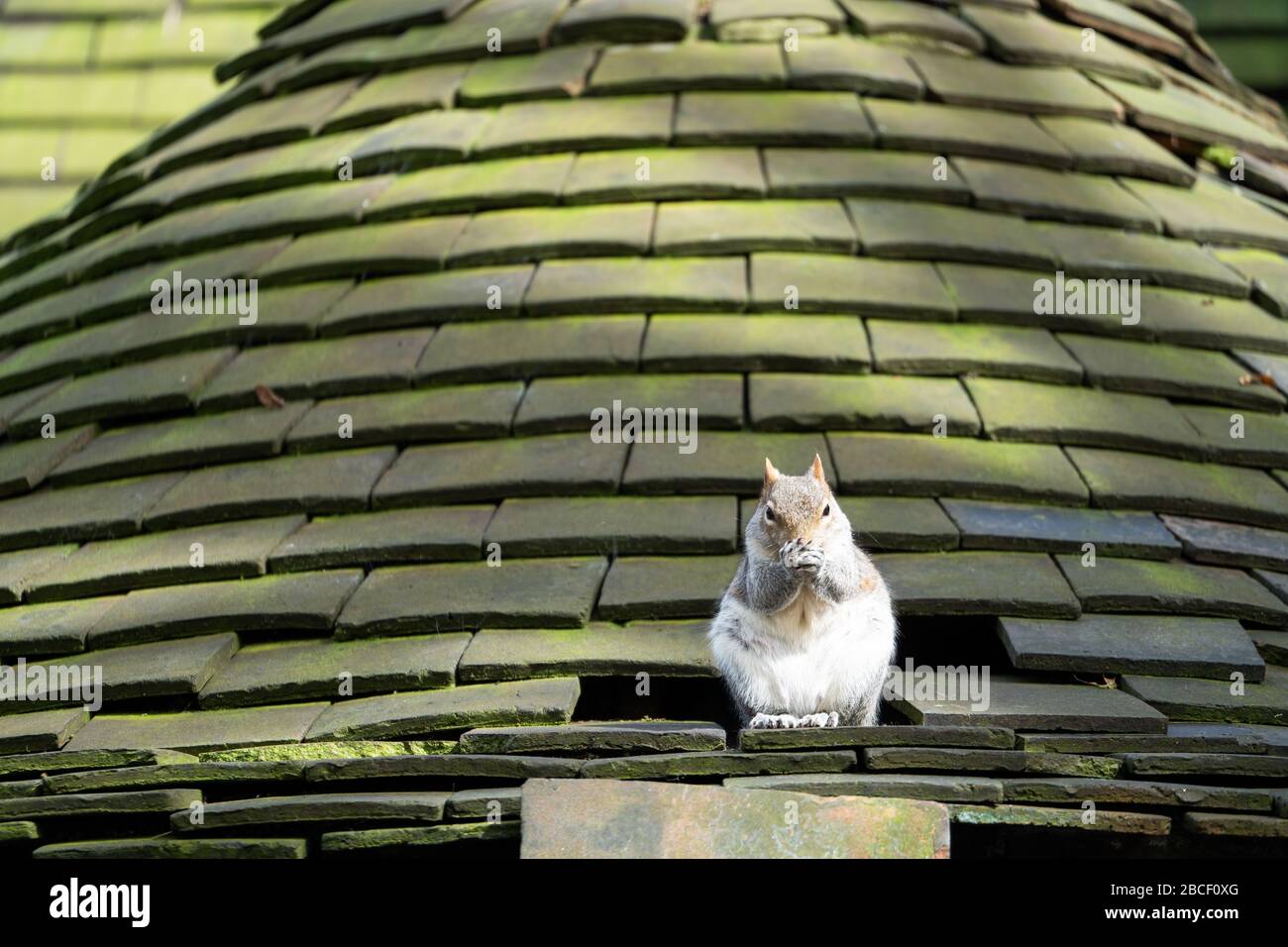 Uno scoiattolo grigio (Sciurus carolinensis) seduto su un tetto ornamentale piastrellato con un foro in esso dove lo scoiattolo aveva fatto la sua casa, il Regno Unito Foto Stock