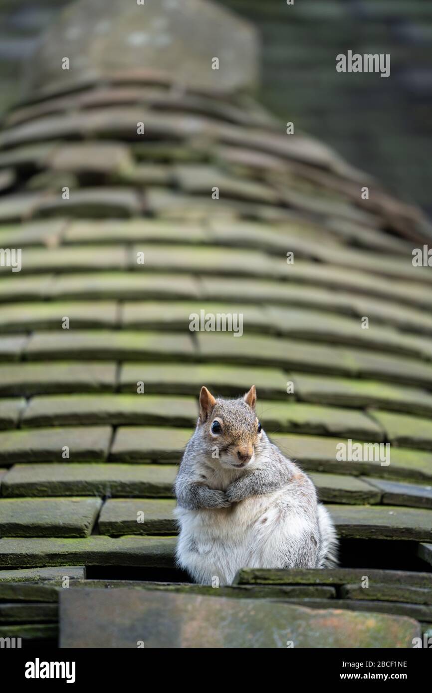 Uno scoiattolo grigio (Sciurus carolinensis) seduto su un tetto ornamentale piastrellato con un foro in esso dove lo scoiattolo aveva fatto la sua casa, il Regno Unito Foto Stock