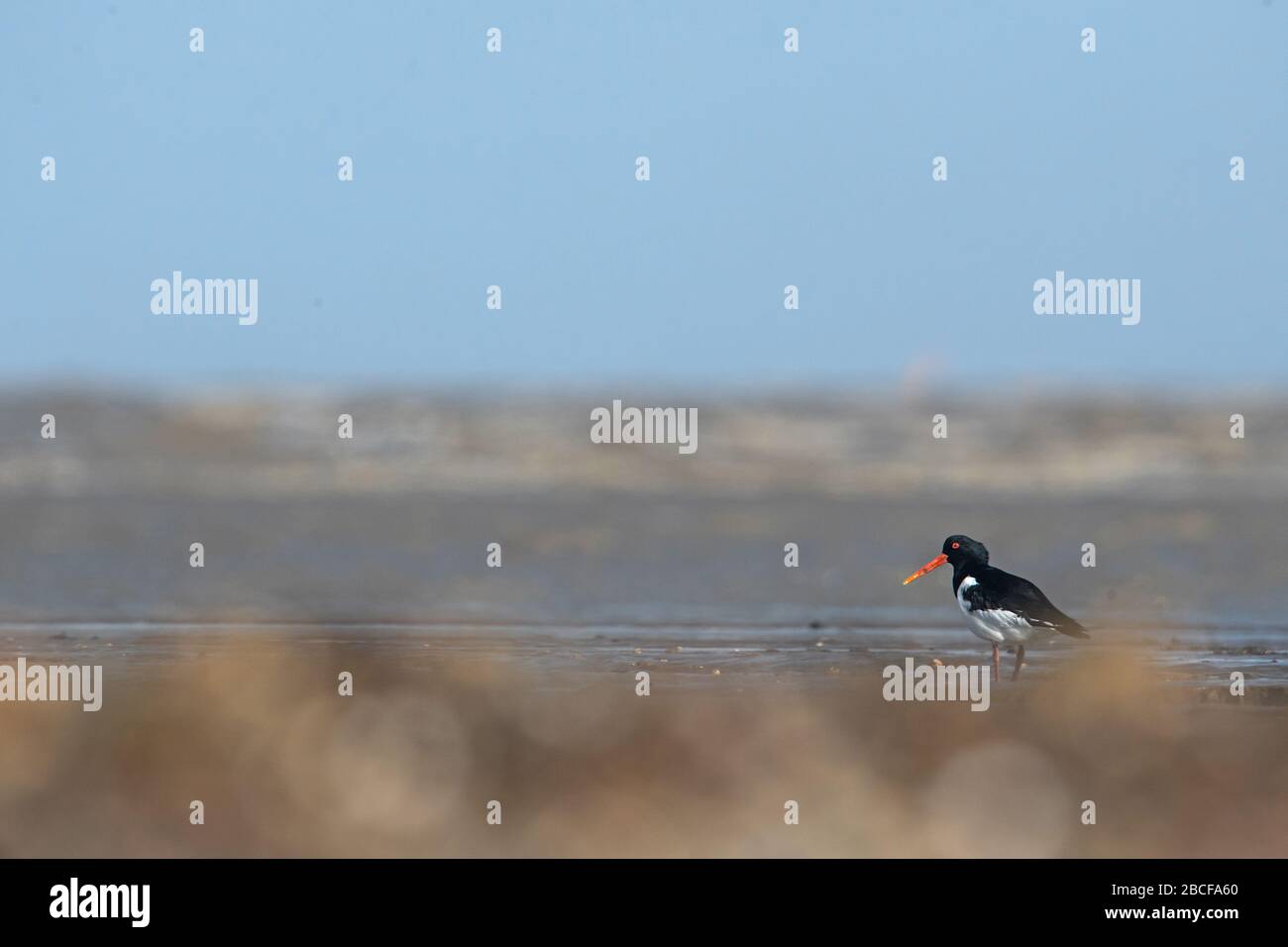 Eurasian oystercatcher Foto Stock