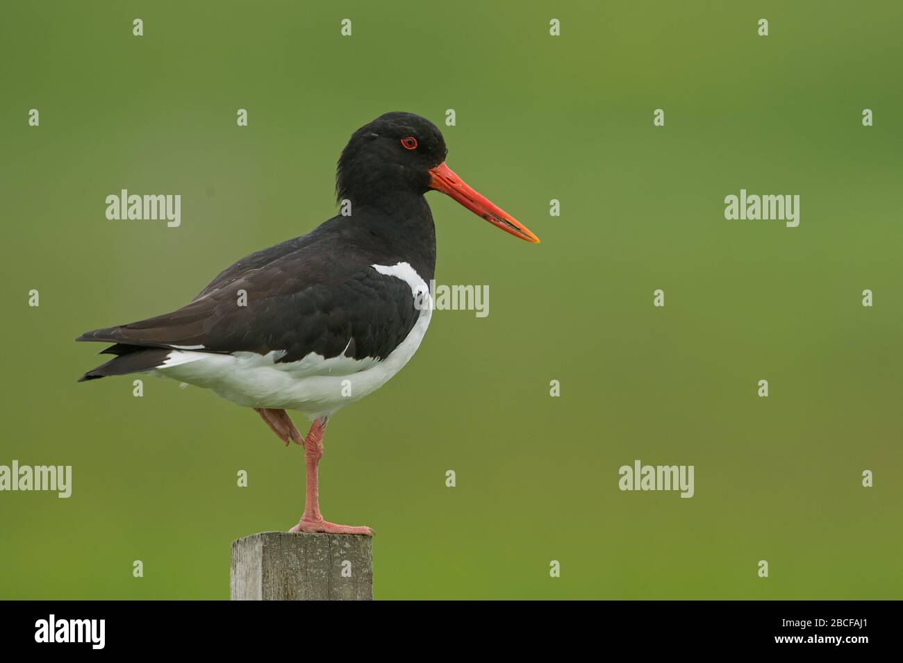 Eurasian oystercatcher Foto Stock