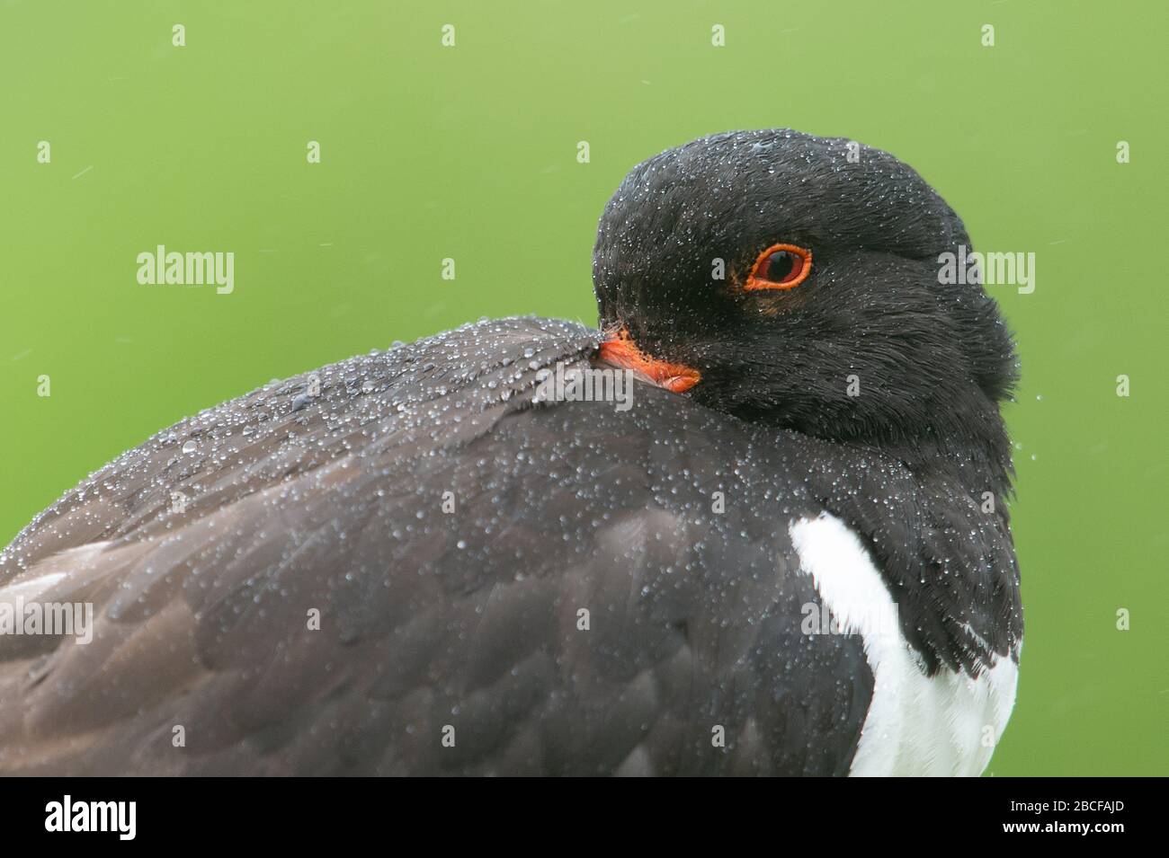 Eurasian oystercatcher Foto Stock