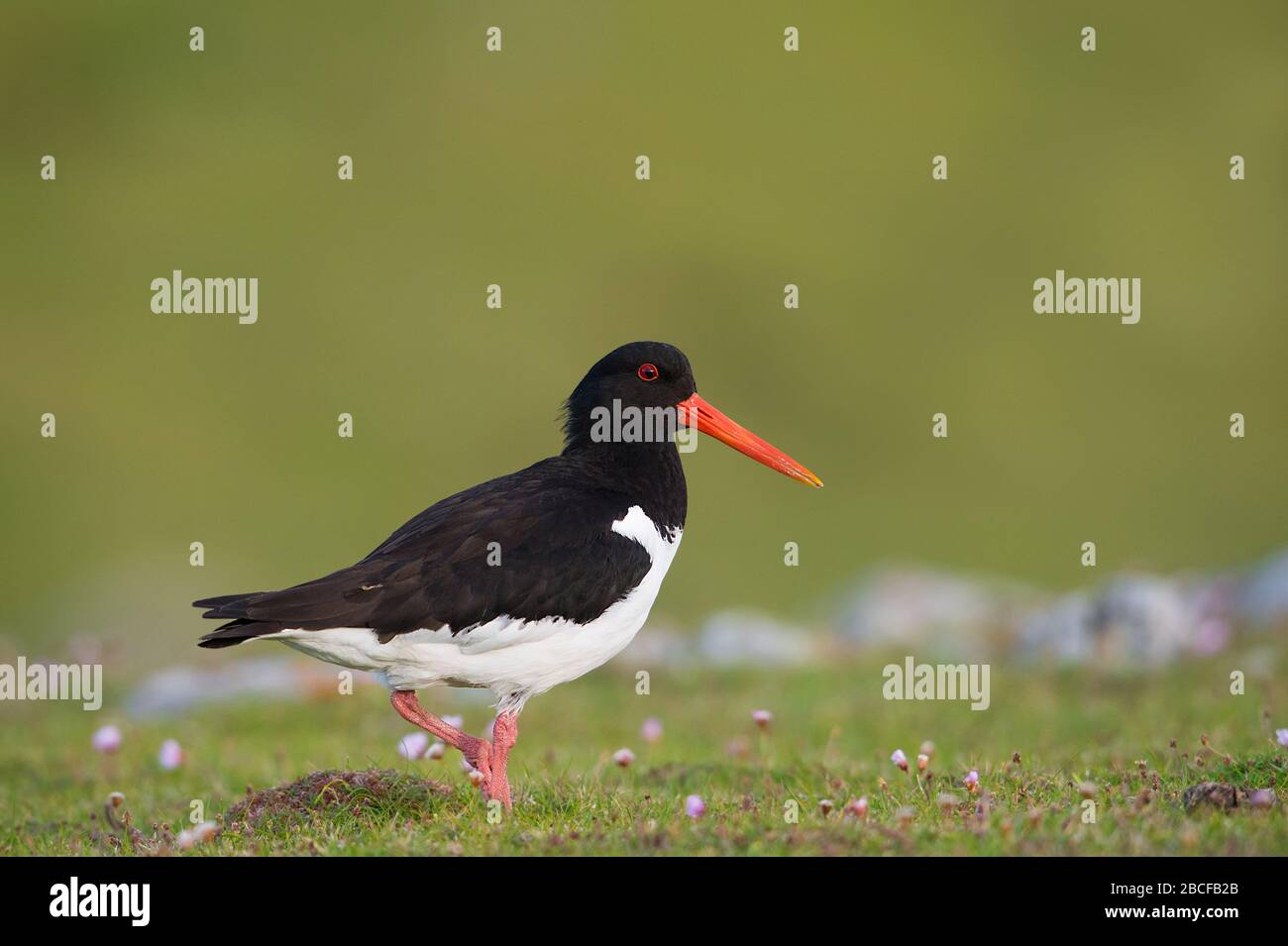 Eurasian oystercatcher Foto Stock