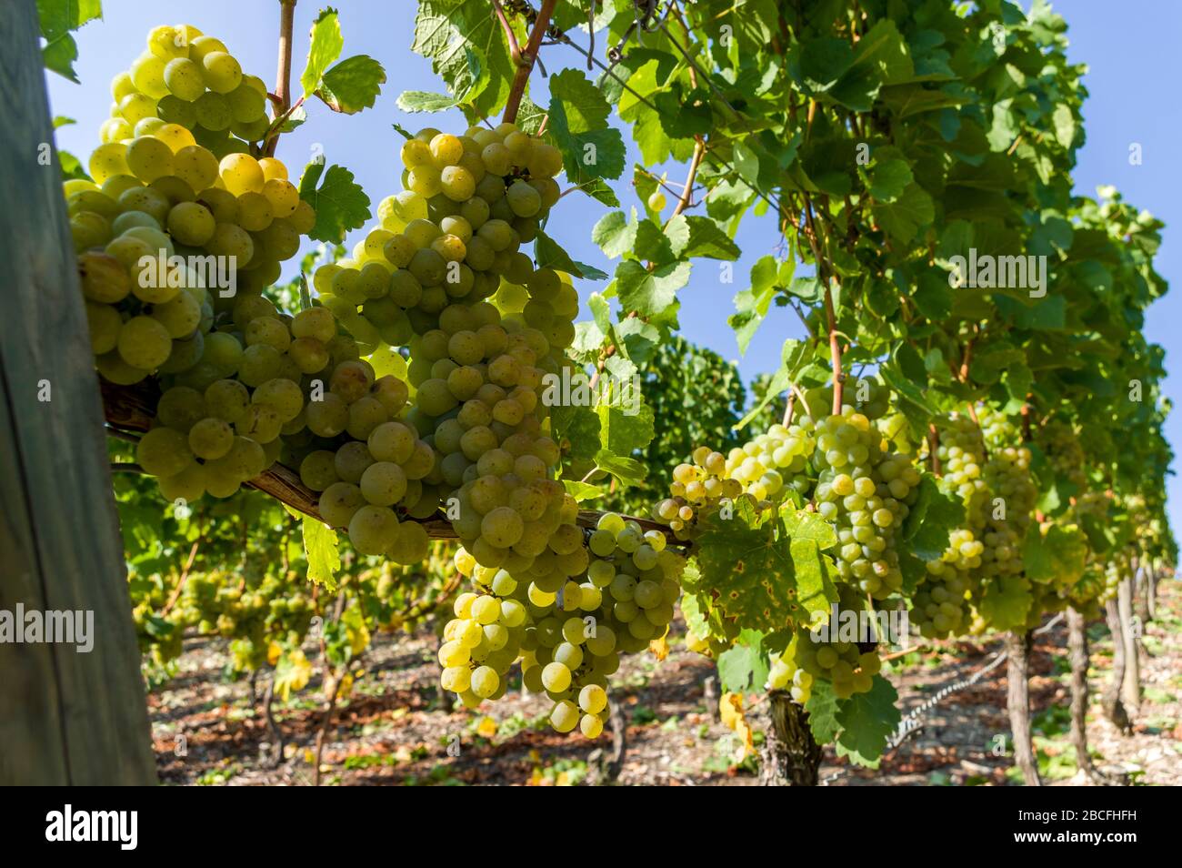 Vigna, viti e uve mature leggere prima della vendemmia, fuoco selettivo Foto Stock