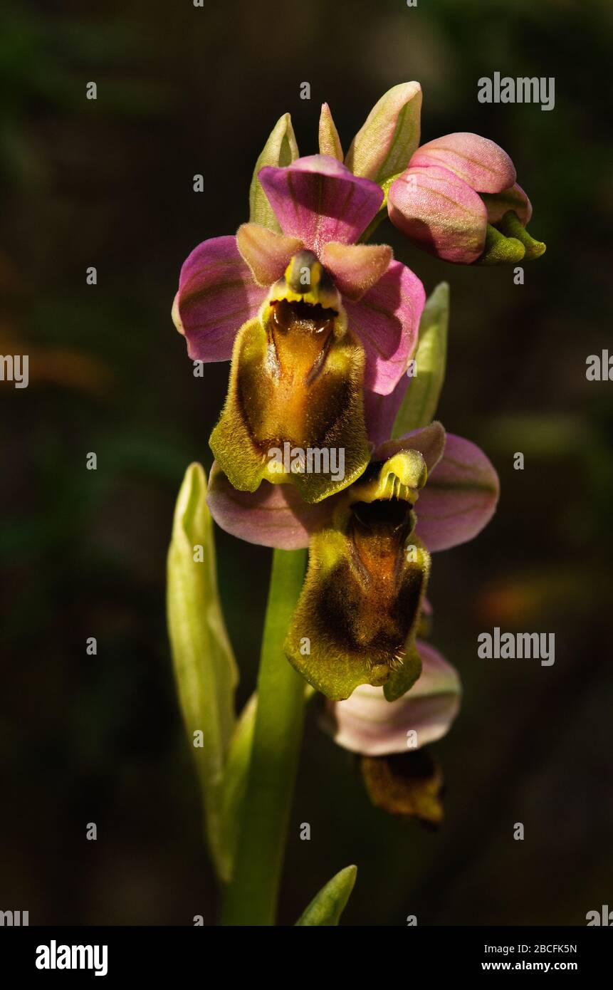 Forma inusuale di orchidee selvatiche (Ophrys tenthredinifera) infiorescenza con labbra senza macula. Sfondo naturale fuori fuoco. Montagna Arrabida Foto Stock