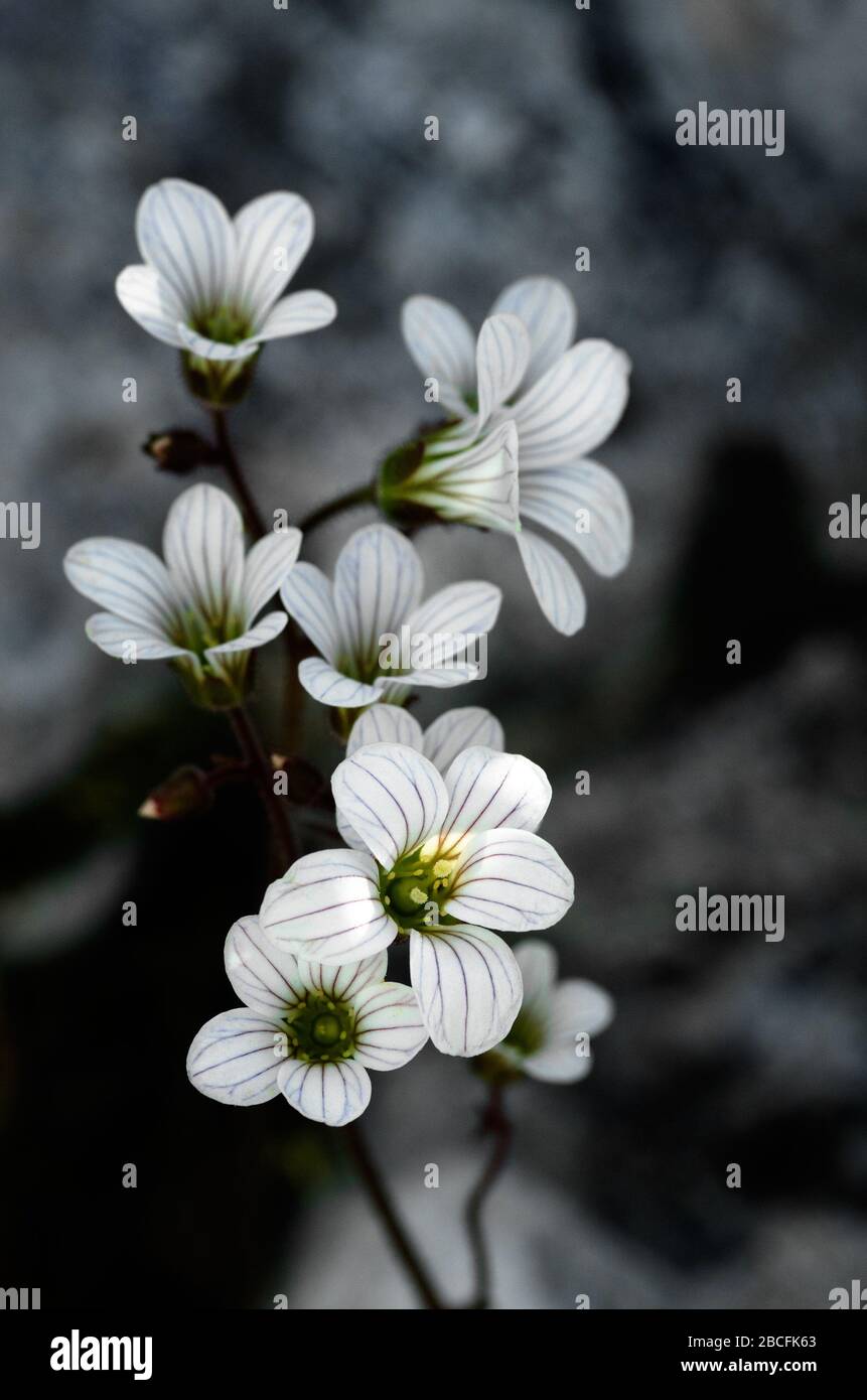 Cinque petali, fiori bianchi e raggiati di pianta di sassifrago di prato (sassifrana granulata) su uno sfondo naturale grigio scuro. Montagne Arrabida, Portu Foto Stock