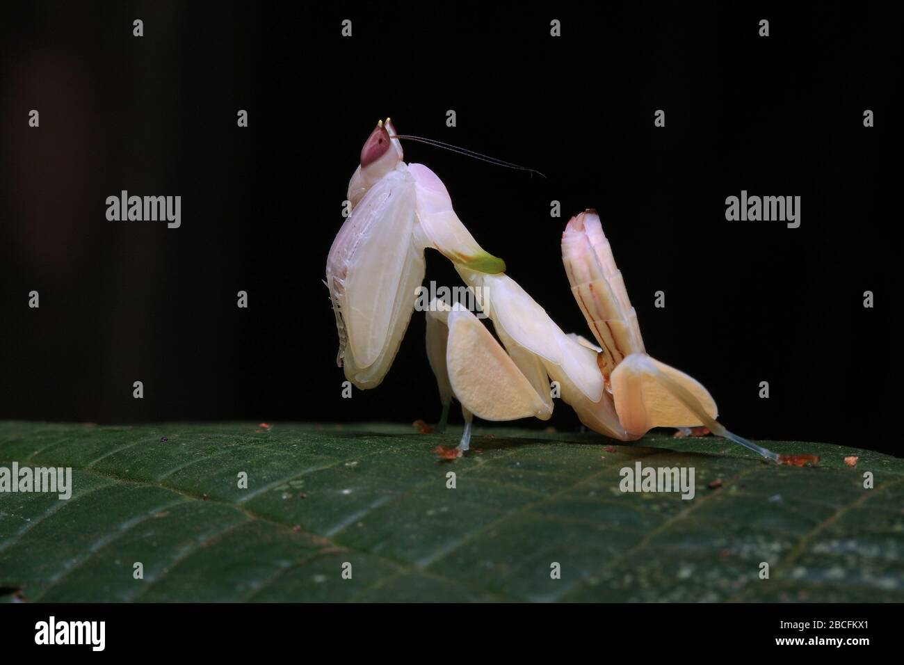 Hymenopus coronatus, orticaria, Hymenopus bicornis Foto Stock