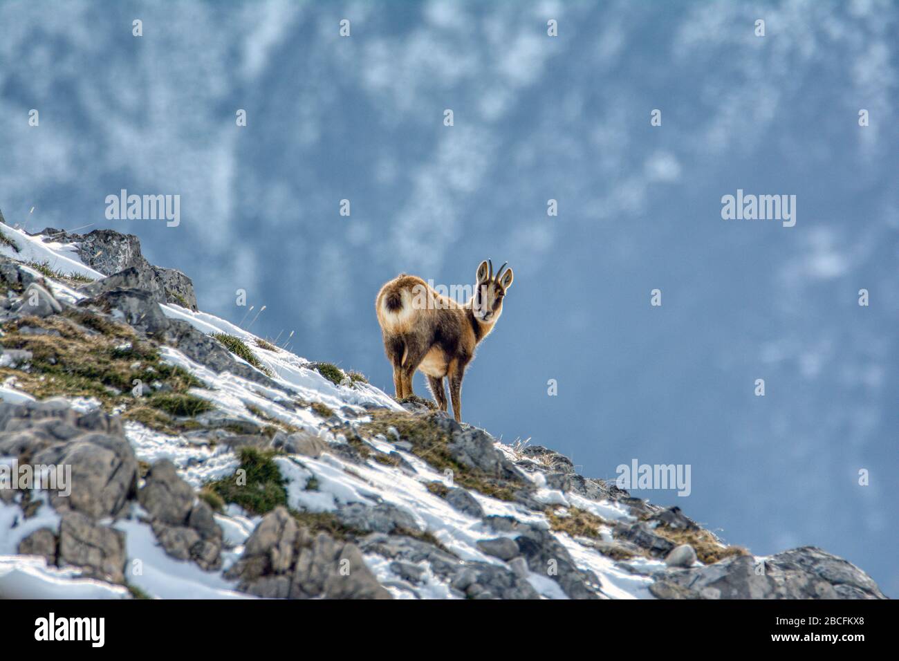 Il camoscio nella neve sulle cime del Parco Nazionale Picos de Europa in Spagna. Rebeco,Rupicapra rupicapra. Foto Stock