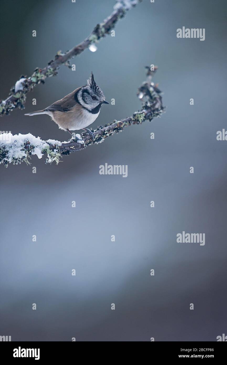 Crested tits, Highlands scozzesi Foto Stock