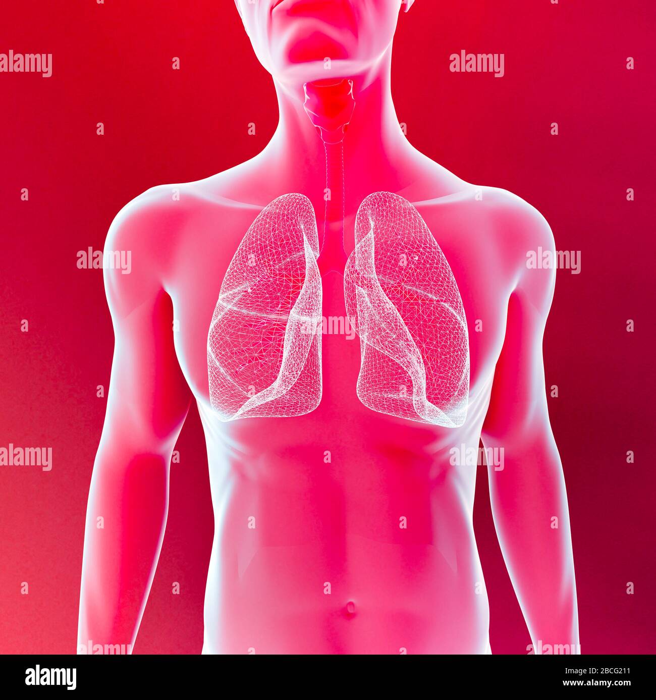Vista radiologica del corpo umano dei polmoni e della trachea, infezione polmonare. Polmonite. rendering 3d Foto Stock