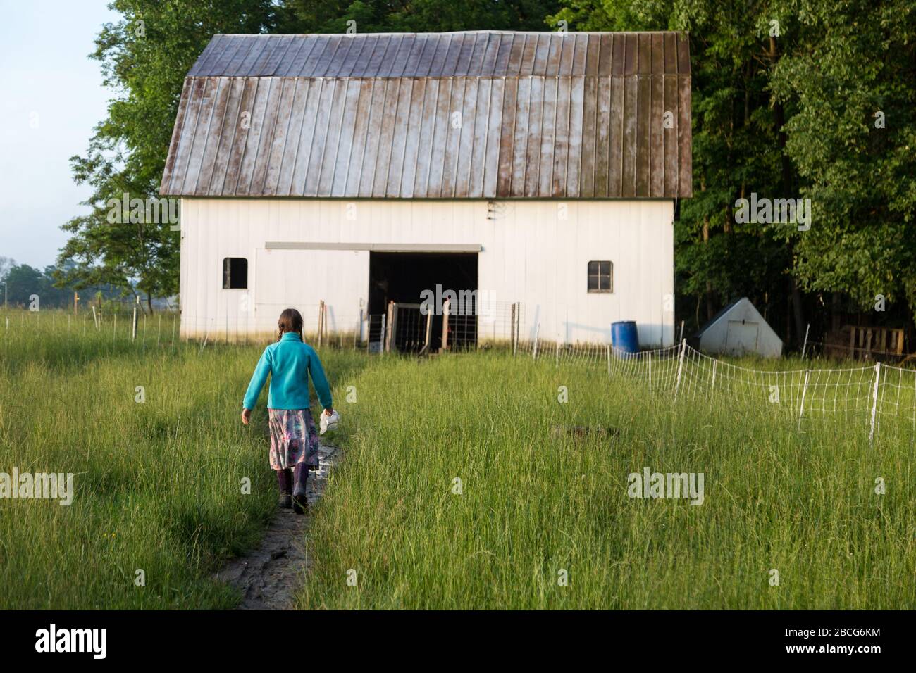 Una giovane ragazza di fattoria in una giacca teal testa attraverso l'erba alta verso il fienile presso la sua famiglia biologica DeKalb County, Indiana fienile. Foto Stock