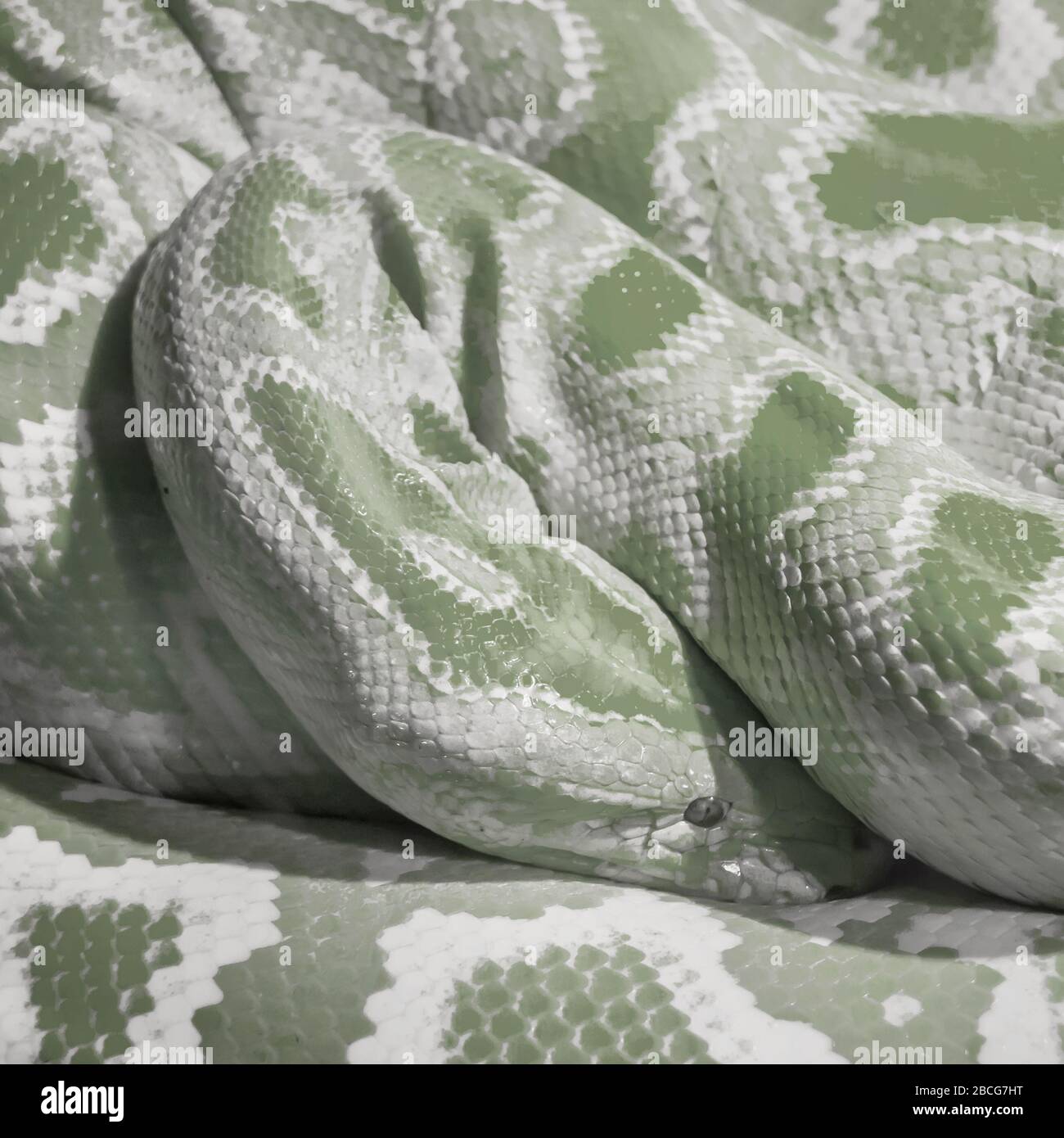 Serpente verde astratto. Pitone verde chiaro avvolto in una bobina. Foto Stock