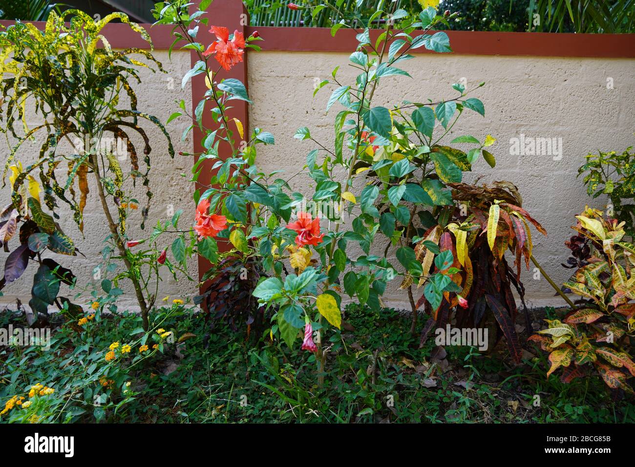 Fiori multipli di ibisco su una pianta di ibisco rosso (karkade) nel giardino. Foto Stock