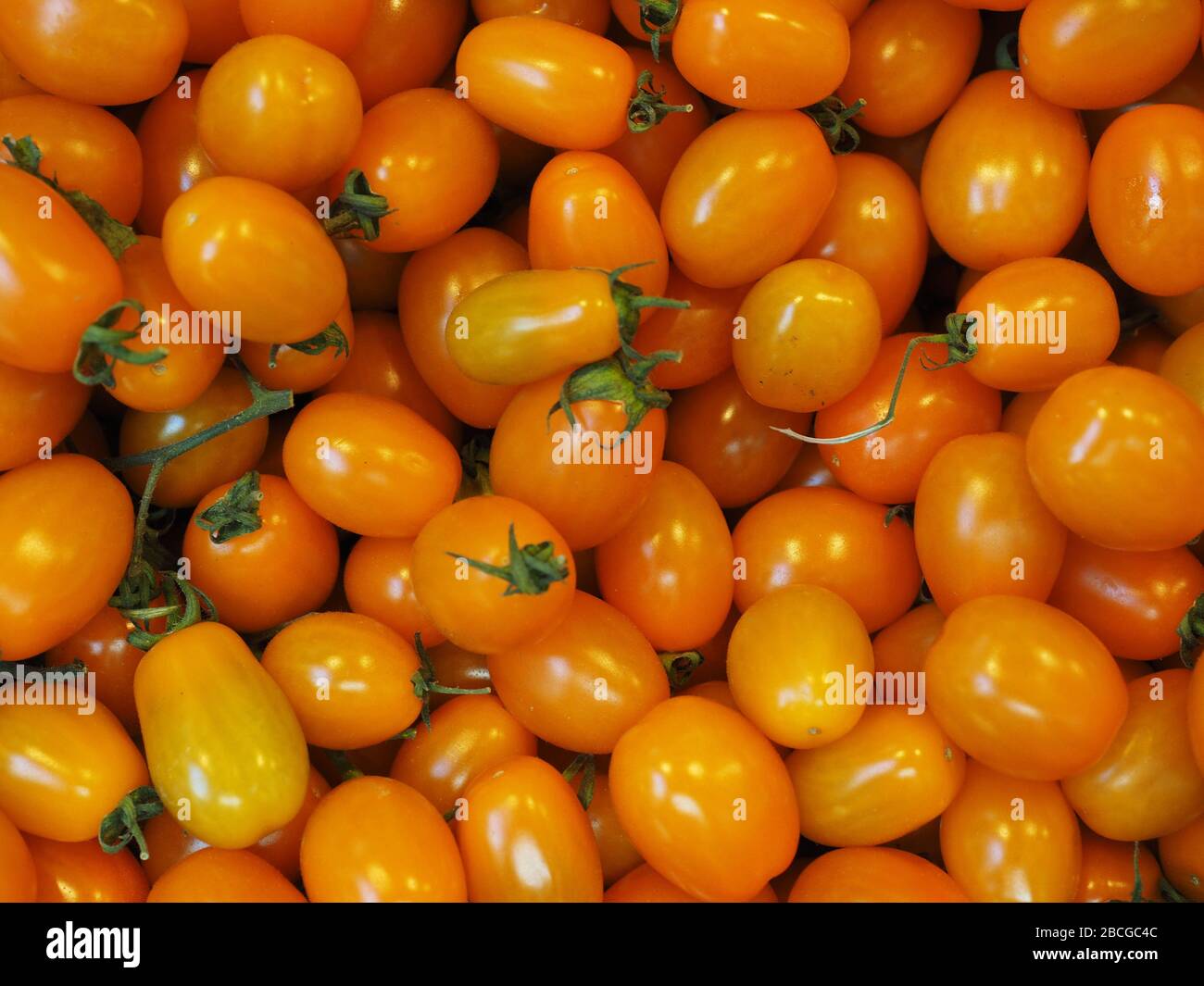 Mini San Marzano yellw pomodoro, agricoltura biologica, Campania, Italia, Europa Foto Stock
