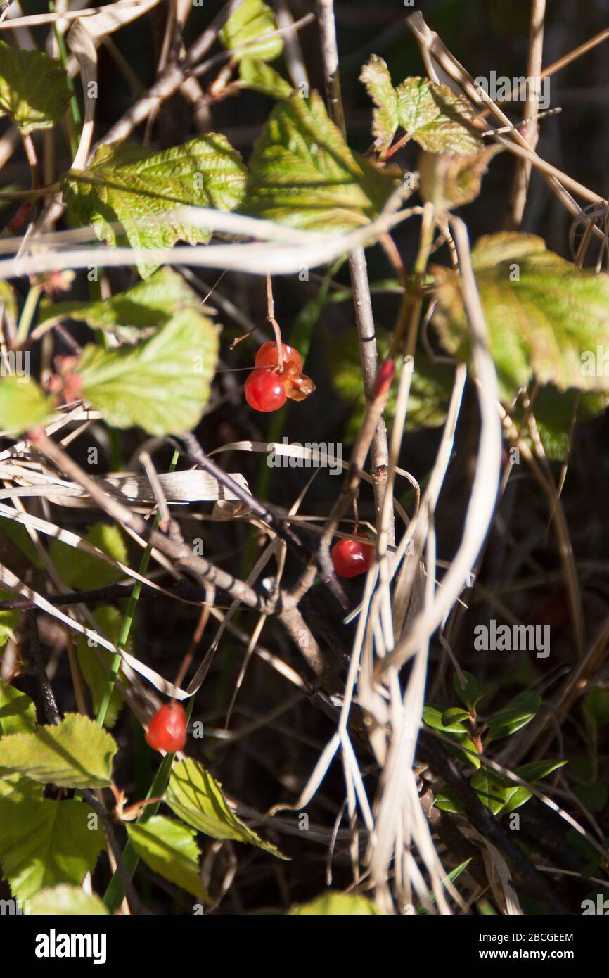 Penisola di Kenai, Alaska, Stati Uniti Foto Stock