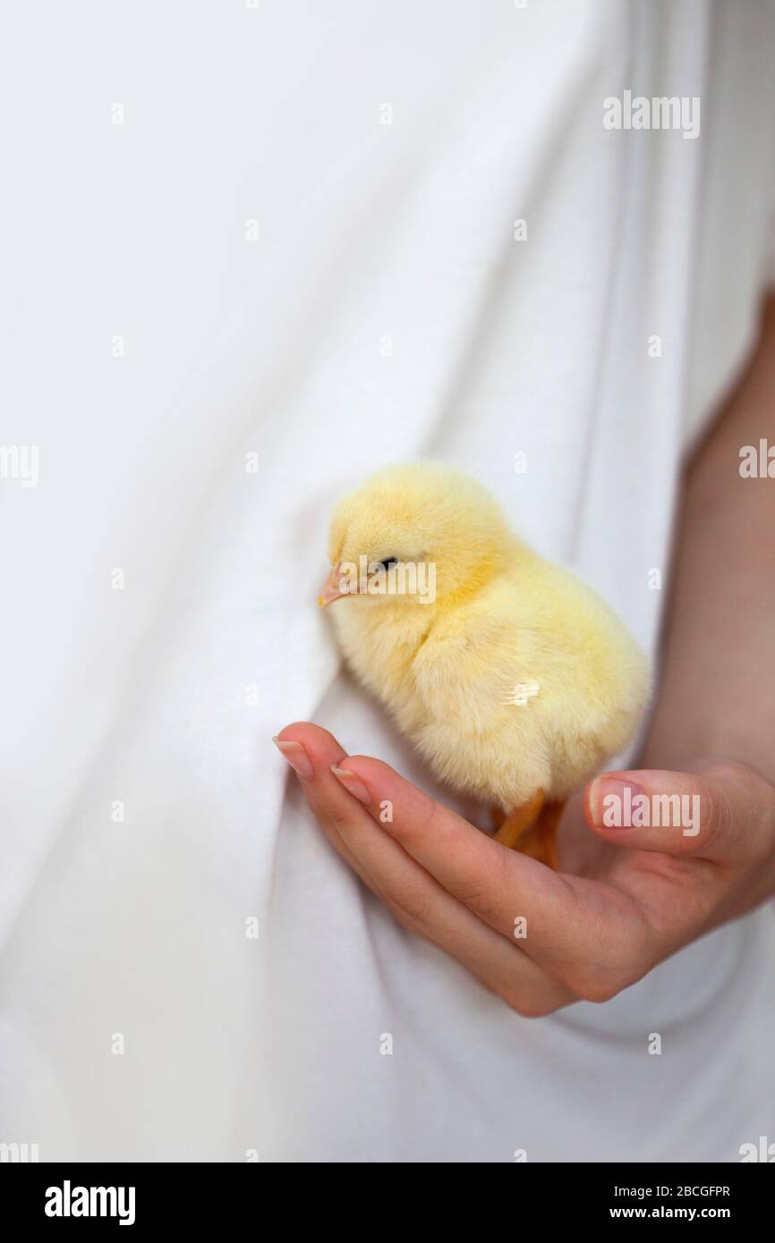 Polli dolci in un cesto Foto Stock