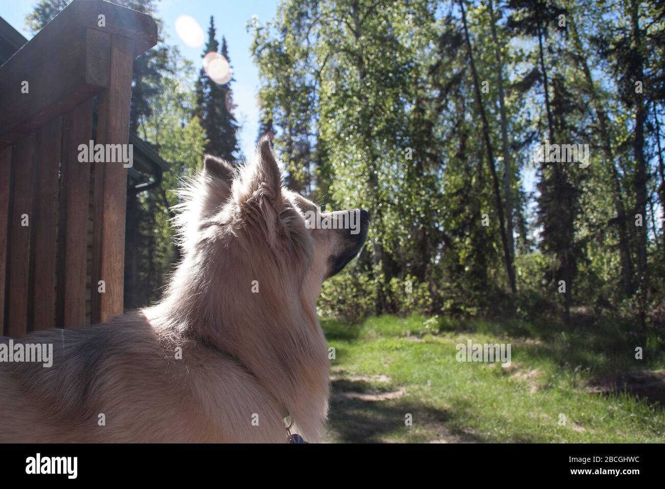 Cucciolo in natura, Kenai, Alaska, Stati Uniti Foto Stock