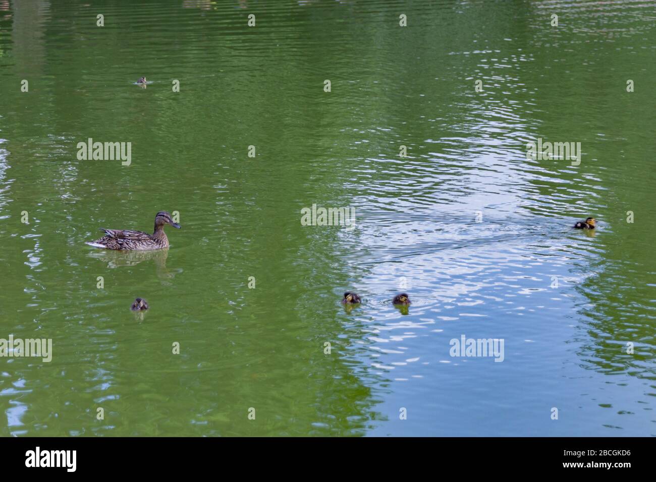 Parigi, Francia - 24 giugno 2016: Anatra anatroccoli in lago ottagonale - Bassin ottogonale. Il Giardino delle Tuileries - Jardin des Tuileries, situato tra t Foto Stock