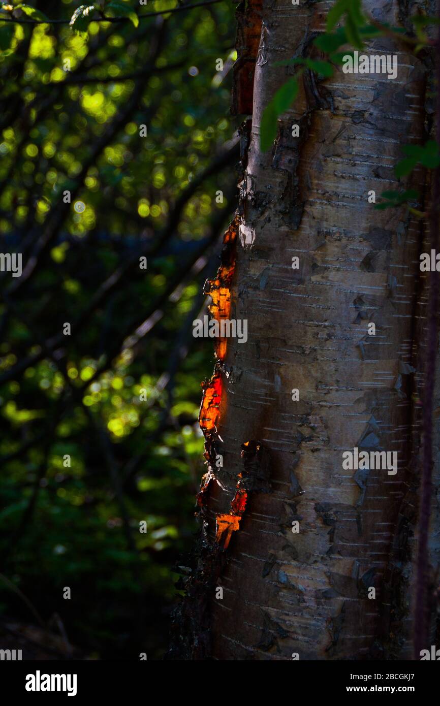 Penisola di Kenai, Alaska, Stati Uniti Foto Stock