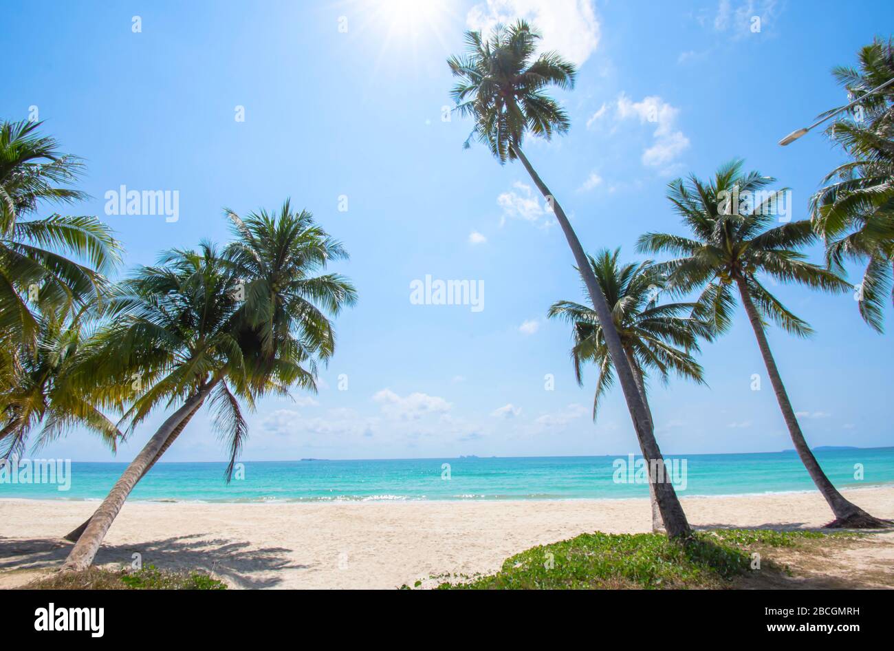 Molte palme da cocco sulla spiaggia sfondo mare e cielo a Cabana Beach, Chumphon, Thailandia. Foto Stock