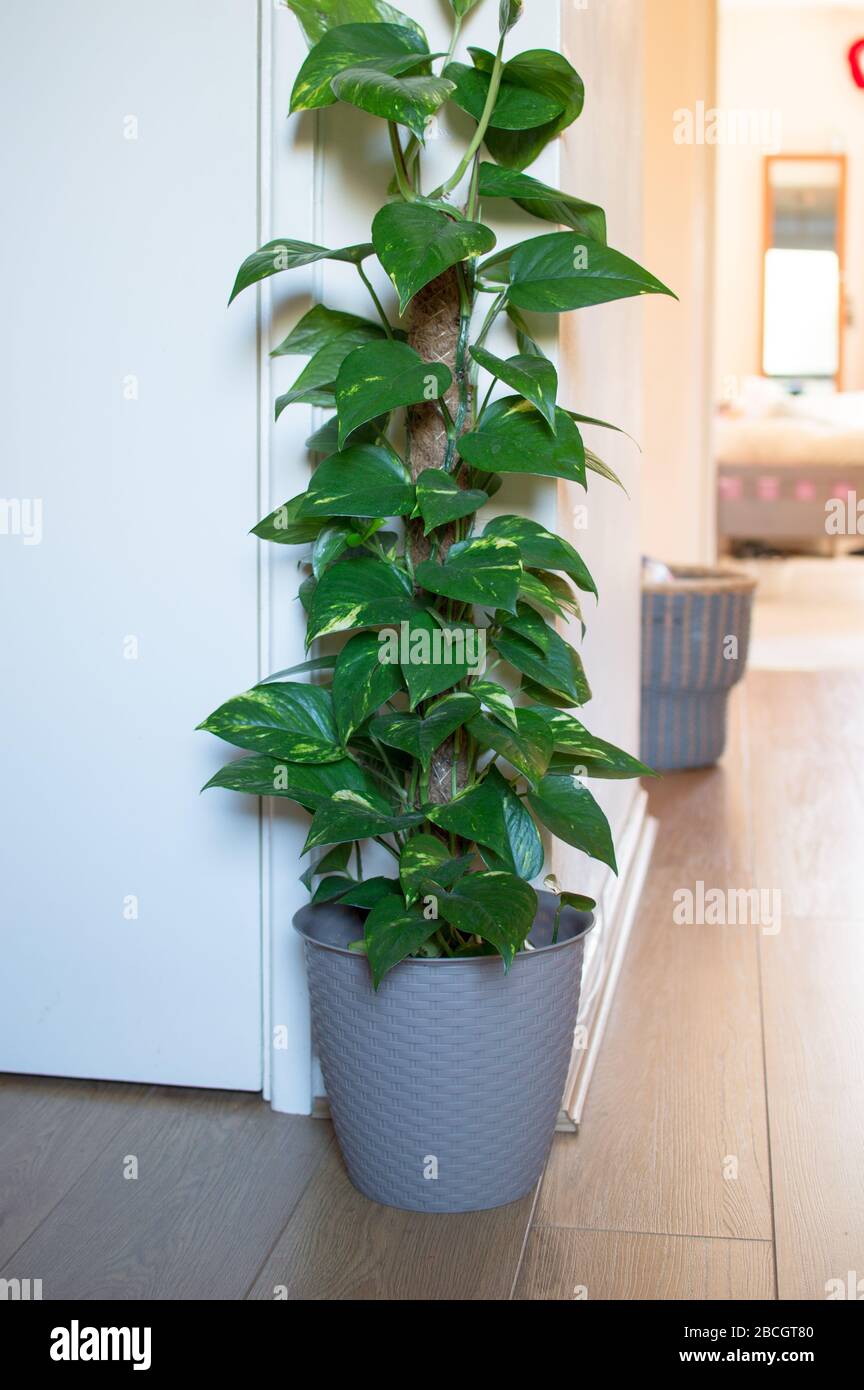 Epipremnum aureum / Devils Ivy / Pothos casa pianta nel corridoio di una casa Foto Stock