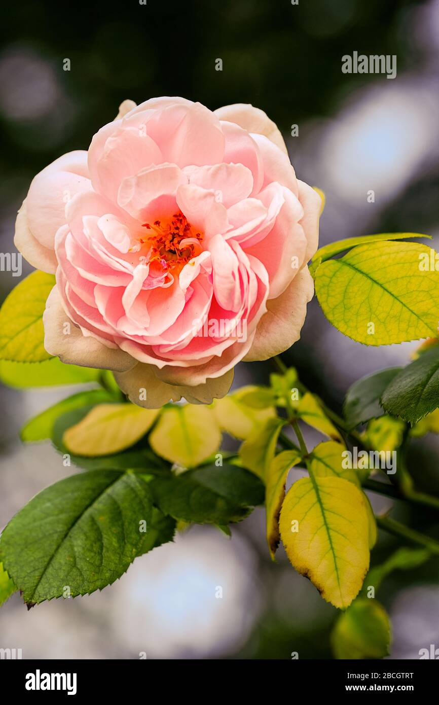 fioritura di una rosa con foglie verdi e bella bokeh blurry Foto Stock