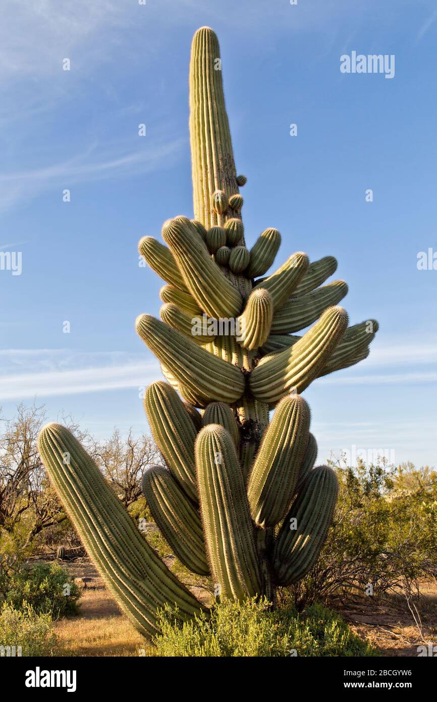 Il cactus del Saguaro 'Carmegiea gigantea', chiamato anche 'cappello Mexican', fiorisce il fiore di Stato dell'Arizona, il Parco Nazionale del Saguaro. Foto Stock