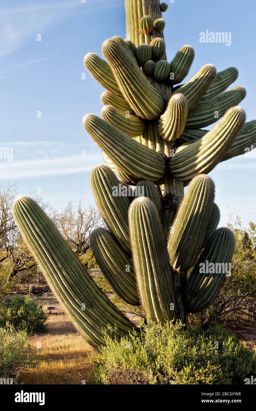 Saguaro 'Carmegiea gigantea' cactus, con rami o braccia notevoli, chiamato anche 'cappello Mexican'. Blossom è il fiore di Stato dell'Arizona. Saguaro Nazionale. Foto Stock
