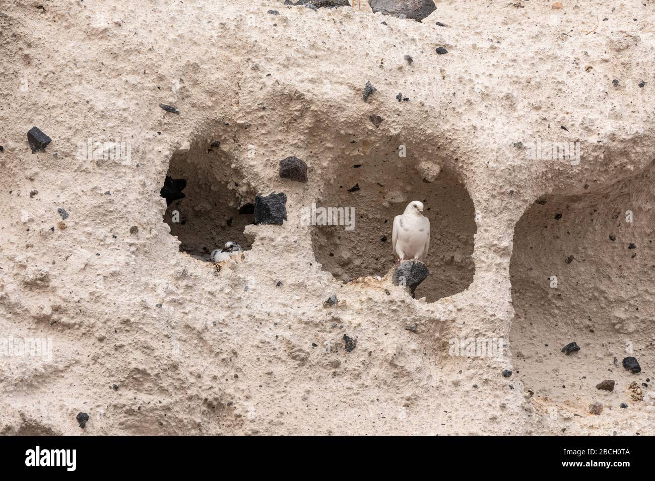 Piccioni nidificanti su una scogliera di sabbia Foto Stock