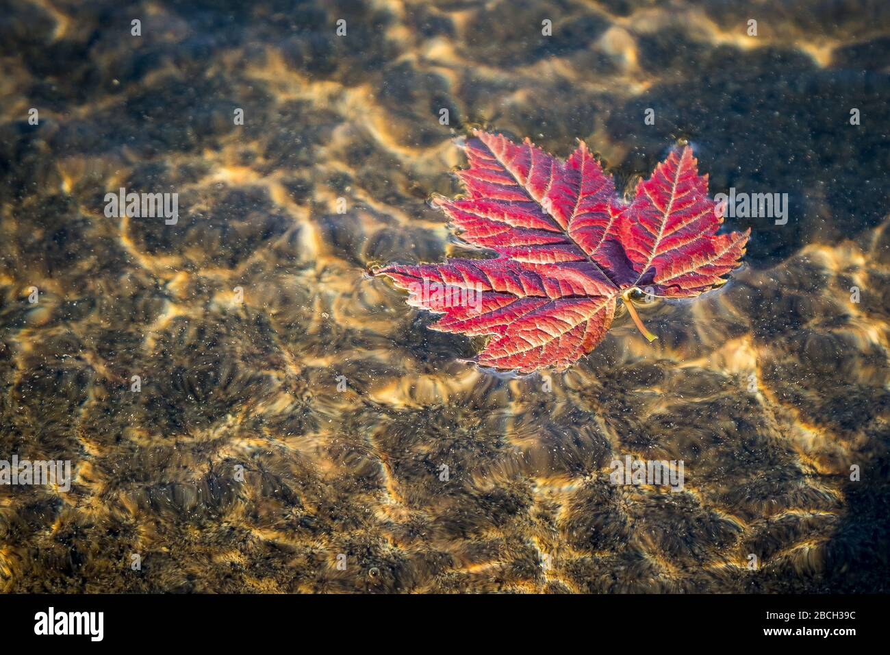 Foglia di acero rosso che galleggia nell'acqua trasparente Foto Stock