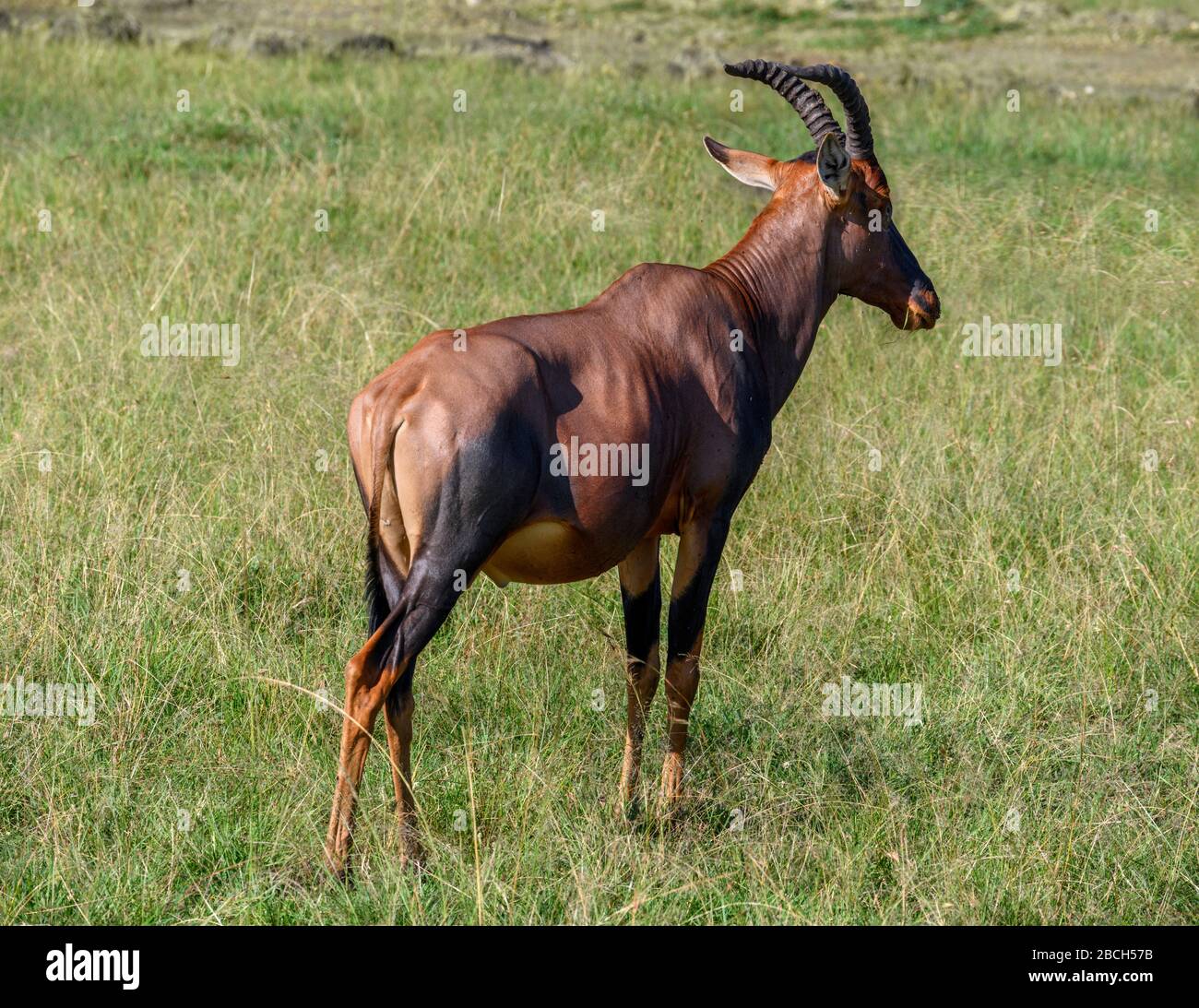 Topi (Damaliscus lunatus jimela), Riserva Nazionale Masai Mara, Kenya, Africa Foto Stock