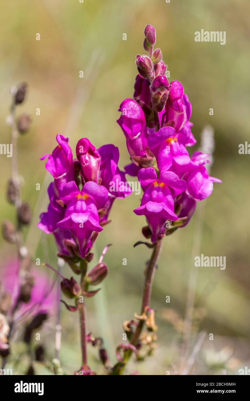 Snapdragon Antirrhrinum fiori majus sul pavimento di calcare, Ponta de Sagres, Sagres Point, Algarve, Portogallo Foto Stock