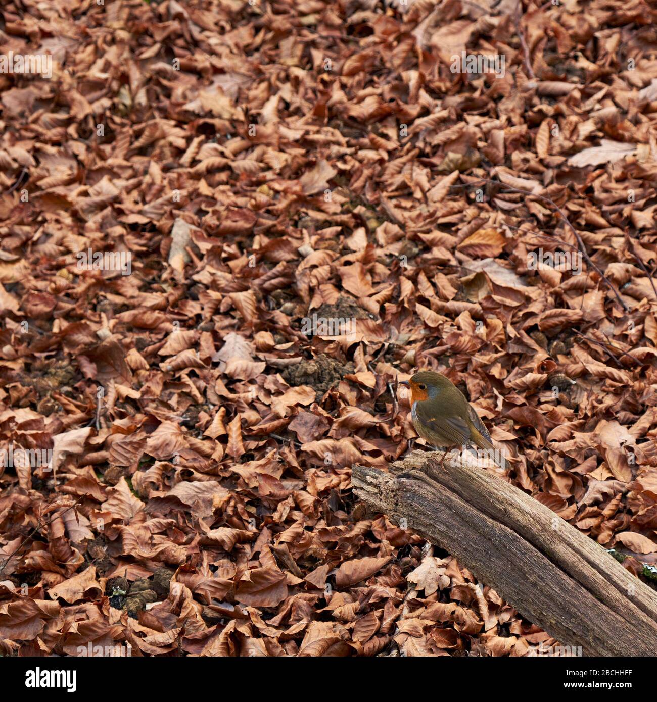 Robin Bird appollaiato su un ramo d'albero su un terreno pieno di foglie cadute in autunno. Foto Stock