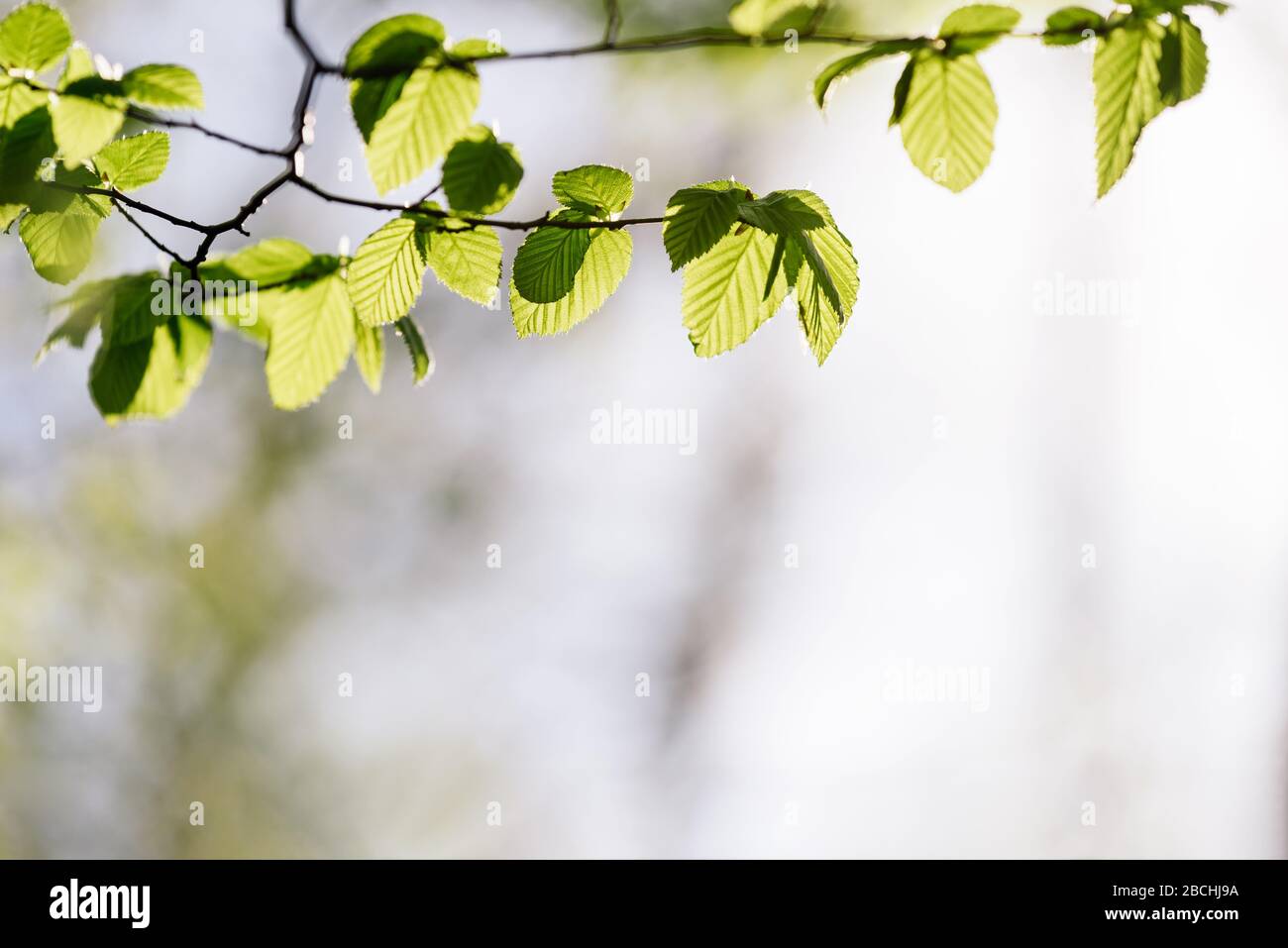 Sfondo primaverile con fogliame verde Foto Stock