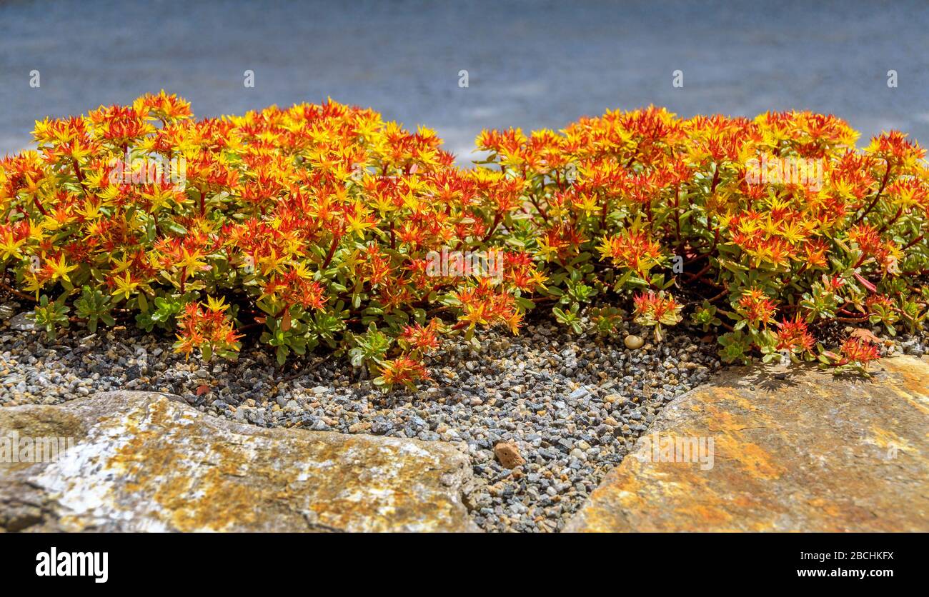 giardino di roccia con fiorente raccolto di pietra rosso e giallo Foto Stock